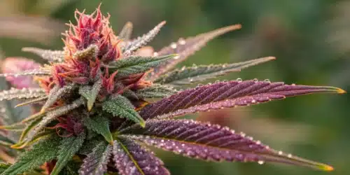 How to Grow Critical Fast Bud Auto