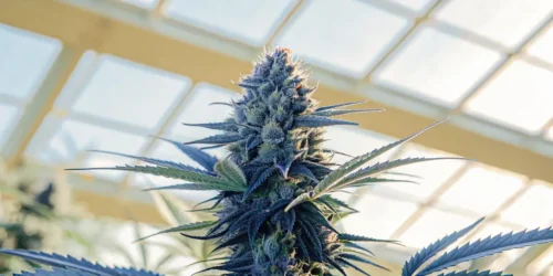 How to Grow GSC x Gelato