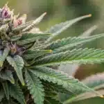 Close-up of a Goji OG bud showcasing unique green-purple hues with frosty trichomes.