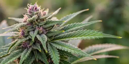 How to Grow Goji OG