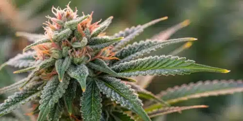 How to Grow Harlequin Weed Strain
