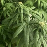 How to Grow G-13 Strain