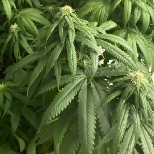 How to Grow G13 Strain: Cultivating Strain G13