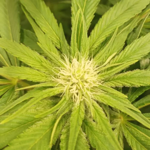 How to Grow GSC x Gelato