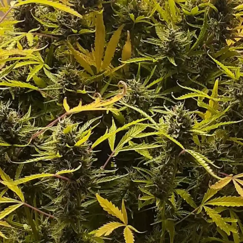 How to Grow Lavender OG Strain