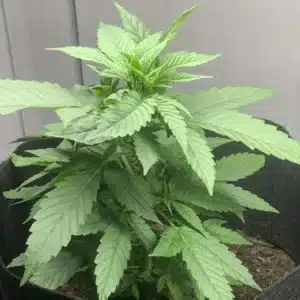 How to Grow Mango Kush