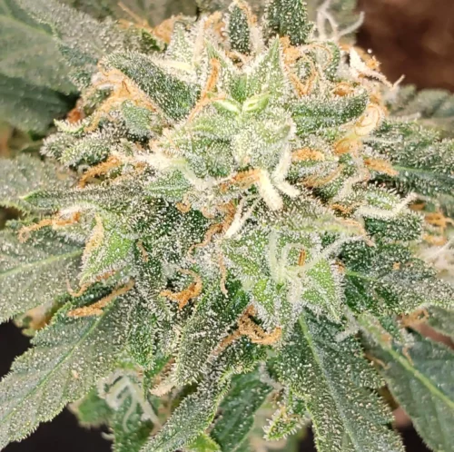 How to Grow Purple Star Killer
