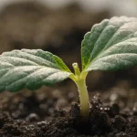Cannabis Seedling with Its First True Leaves