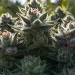 Dense Frosty Cannabis Buds in Natural Light