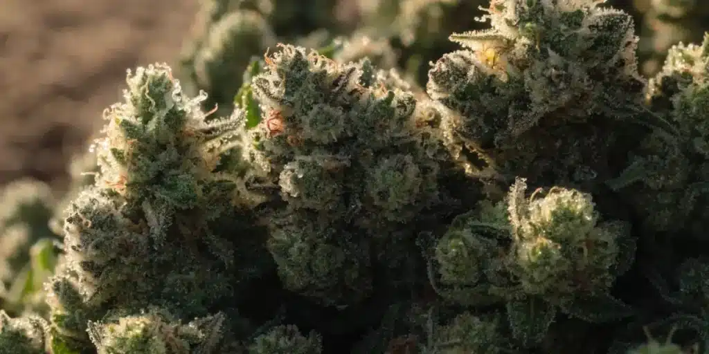 Dense Resin-Covered Cannabis Buds Macro