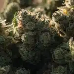 Dense Resin-Covered Cannabis Buds Macro