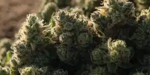 Dense Resin-Covered Cannabis Buds Macro