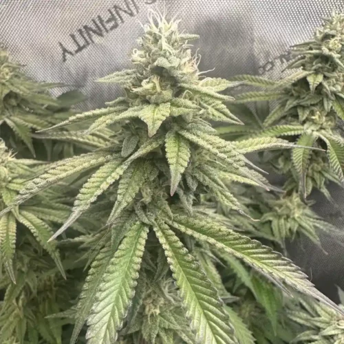 How to Grow Blackberry Moonstones Strain