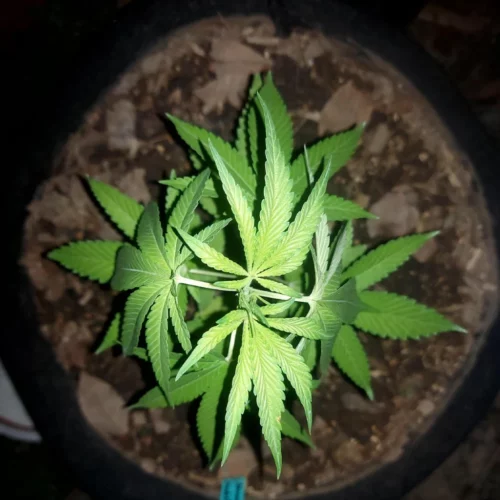 How to Grow Banana Sherbet