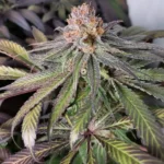 Close-up of a cannabis bud with trichomes and purple hues, representing a typical example of mids weed quality and structure.