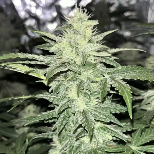 The World of Incredible Cannabis Strains