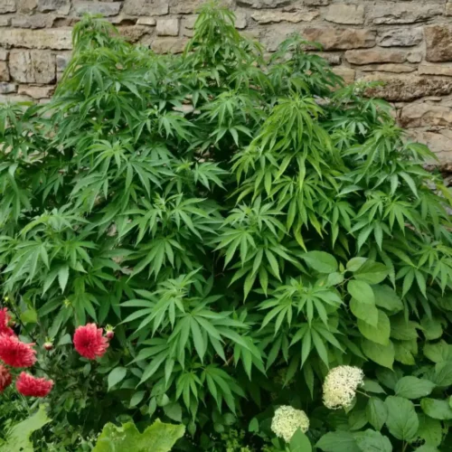 How to Grow Bruce Banner Autoflower Strain