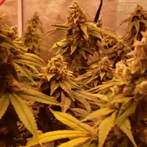 Most Unique Weed Strains in Anaheim