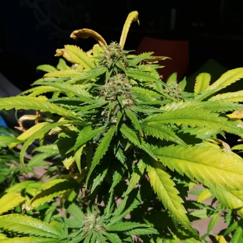 How to Grow Big Bud Weed Strain