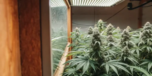 Best Cookies Strains