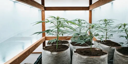Grow Weed in Soil: The Art of Soil-Based Cannabis Cultivation