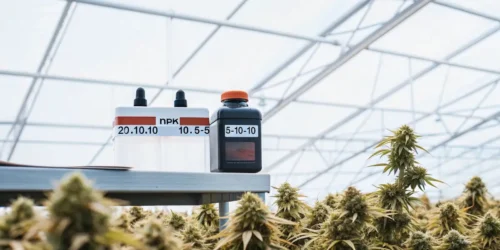 Best Fertilizer for Cannabis: the Secrets to a Thriving Crop