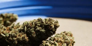 outdoor cannabis plants in large containers inside a greenhouse under a clear sky