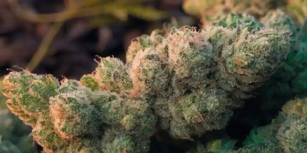 Resin-Rich Cannabis Flower Close-Up