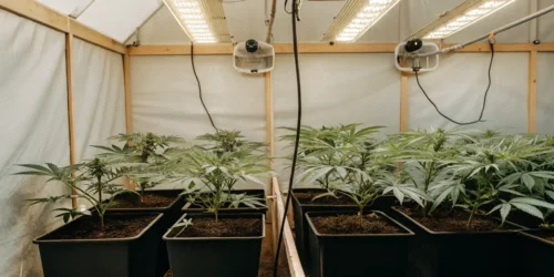 Indoor Cannabis Growing Supplies: Your Path to a Thriving Harvest