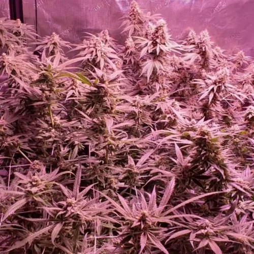 How to Grow Aurora Indica Weed Strain