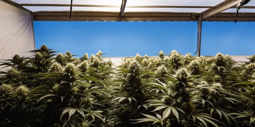 Best Yielding Indoor Strains for Maximum Harvests