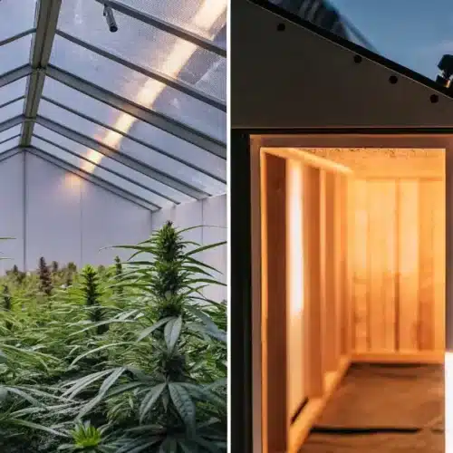 Split illustration: lush cannabis plants in a bright greenhouse, and a wooden interior room with warm light.
