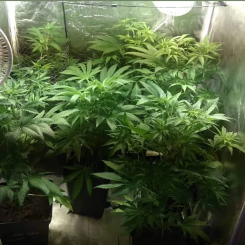 How to Grow CR+ Weed Strain