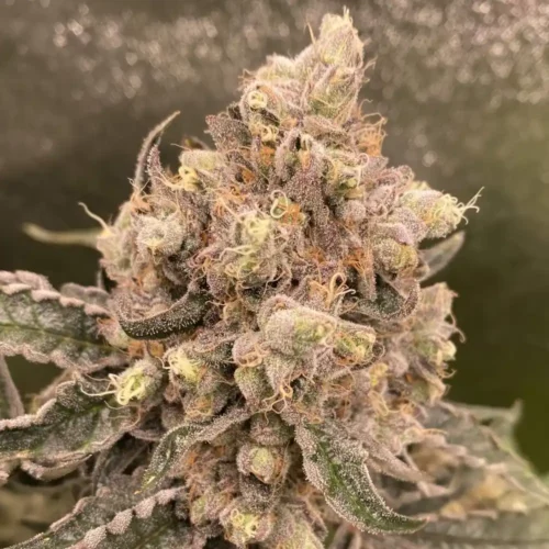 How to Grow Caramel Cream Strain