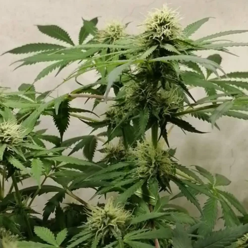 How to Grow Diesel Weed Strain