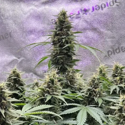 How to Grow Do Si Dos F1 Strain