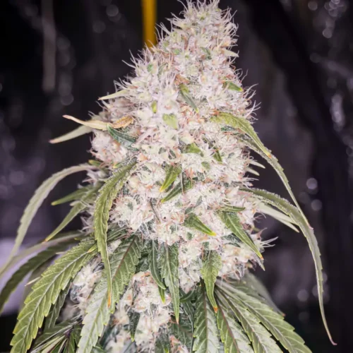 How to Grow Grape Ape Autoflowering