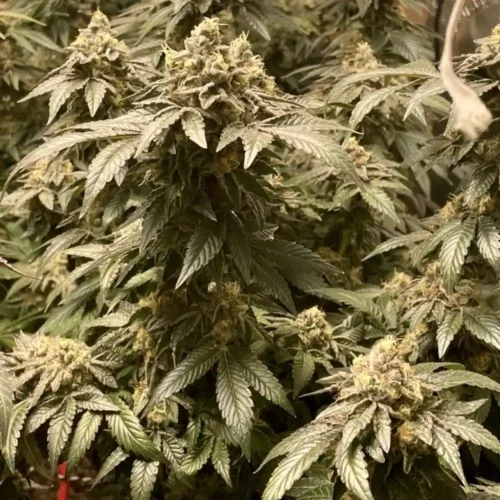 How to Grow Gushers Weed Strain