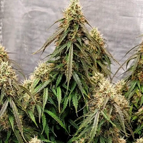 How to Grow Power Plant Weed Strain