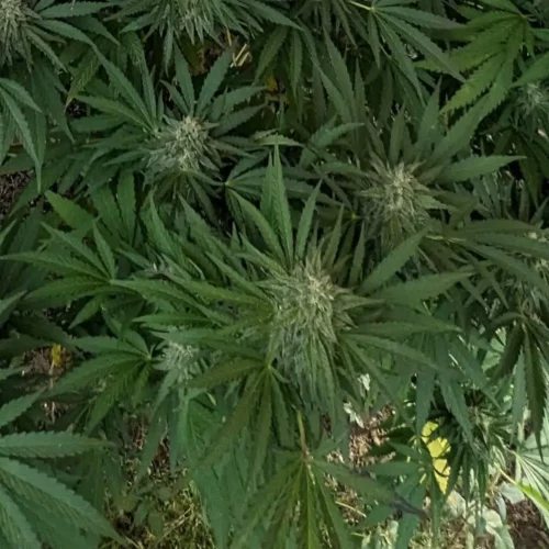 How to Grow Rainbow Kush Weed Strain