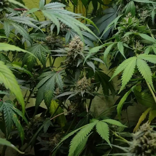 How to Grow Sundae Driver Weed Strain