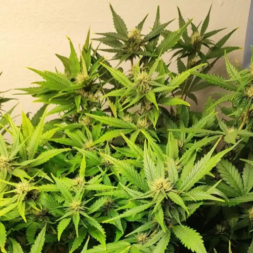 How to Grow Tangie Weed Strain