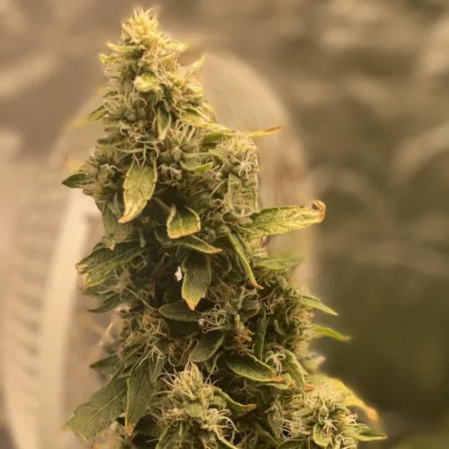 How to Grow Wedding Crasher Weed Strain