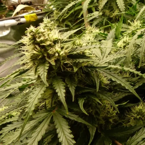 How to Grow GSC x Jack Herer Strain