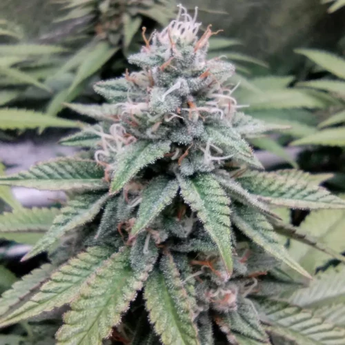 How to Grow Gelato Strain 45
