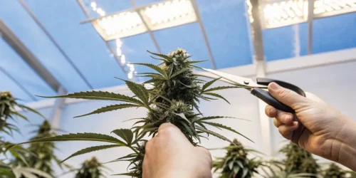 Topping Autoflowers: Boost Your Crop