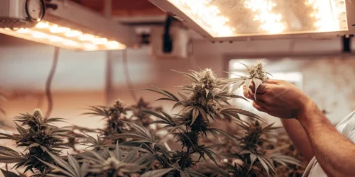 Defoliating Autoflowers for Maximum Yields
