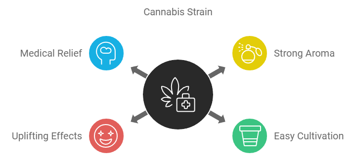 How To Grow Cheese Autoflower