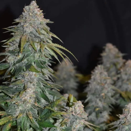 How to Grow Coma Weed Strain