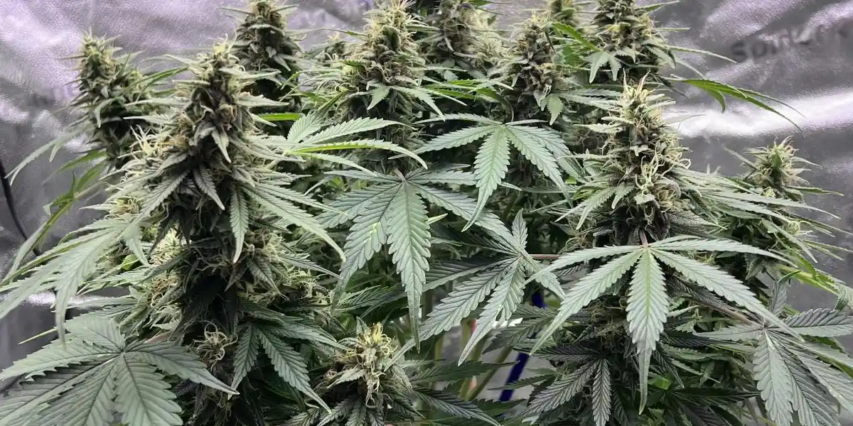 Indoor grow of Do Si Dos F1 Strain, featuring multiple plants with thick buds and wide green leaves under controlled lighting.